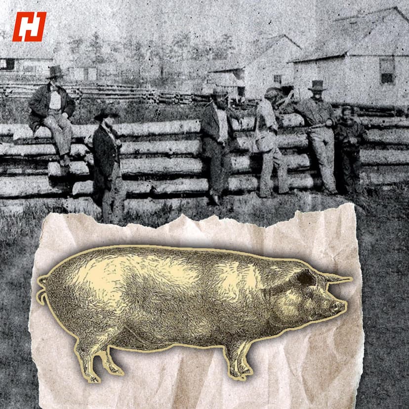 The Bay Of Pigs Invasion Isn't America's Most Embarrassing 'Pig' Moment