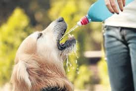 Tips for Training Your Dog & Water Needs