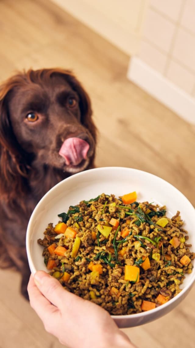 Nutritious Meals for Happy Pets