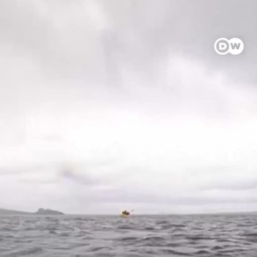 Whale swallows kayaker