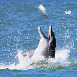 How do animals sleep