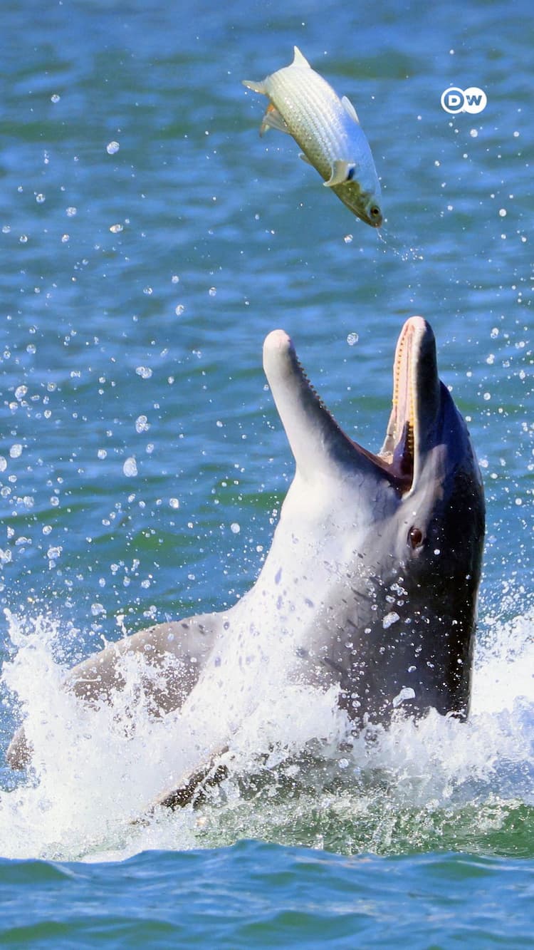 How do animals sleep