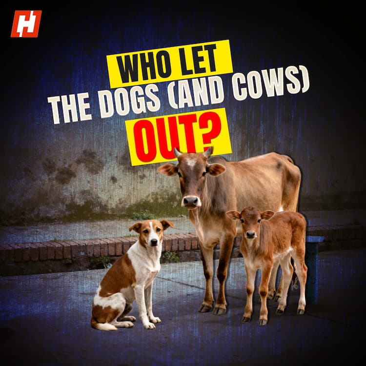 Supreme Court orders removal of stray dogs, cattle from public spaces Supreme Court orders removal of stray dogs, cattle from public spaces