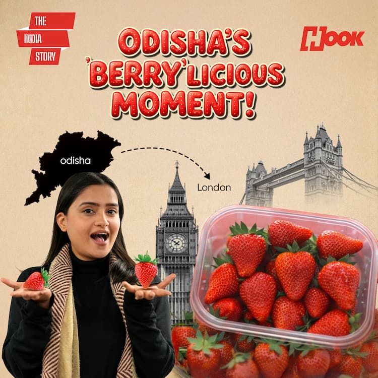 Odisha farmers’ big leap: Dhenkanal strawberries now in London Odisha farmers’ big leap: Dhenkanal strawberries now in London